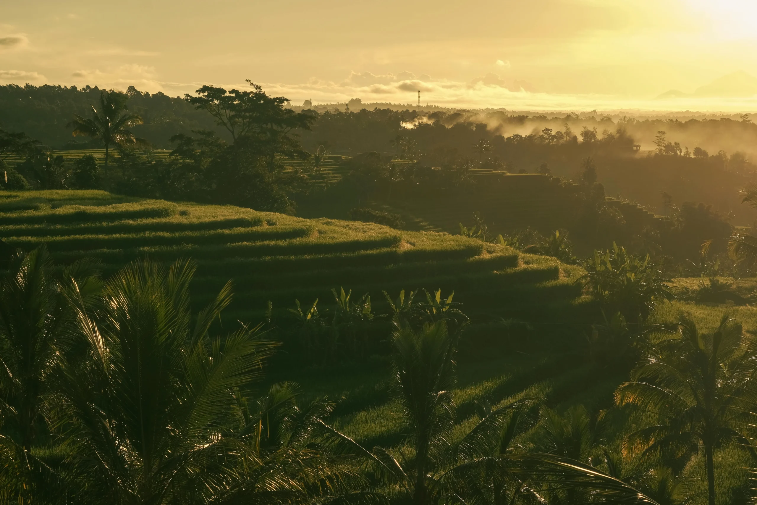 bali based